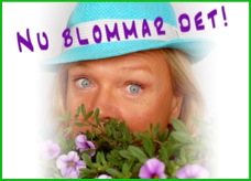 affisch nu blommar det - version 2